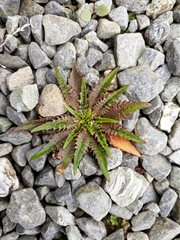 Plantago triandra