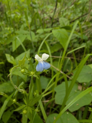 Collinsia verna, photograph 4
