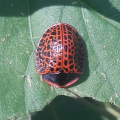 Botanochara macularia