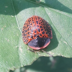 Botanochara macularia