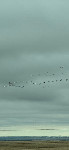 Snow Goose