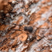 Globipes spinulatus - Photo (c) harvestman-man, algunos derechos reservados (CC BY-NC), uploaded by harvestman-man