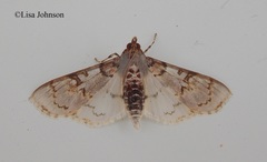 Azochis rufidiscalis