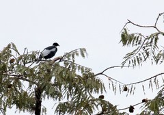 Gymnoderus foetidus