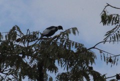 Gymnoderus foetidus