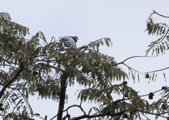 Gymnoderus foetidus