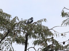 Gymnoderus foetidus