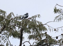 Gymnoderus foetidus