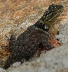 Sceloporus serrifer