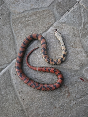 Erythrolamprus taeniogaster