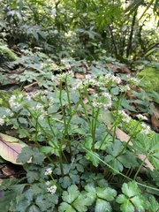 Sanicula lamelligera