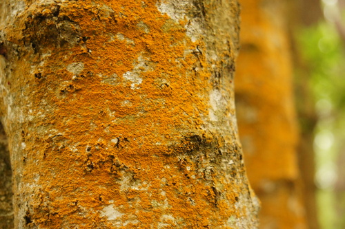 Trentepohlia abietina