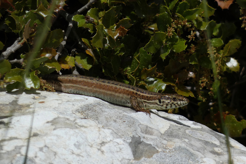 Erhard's Wall Lizard