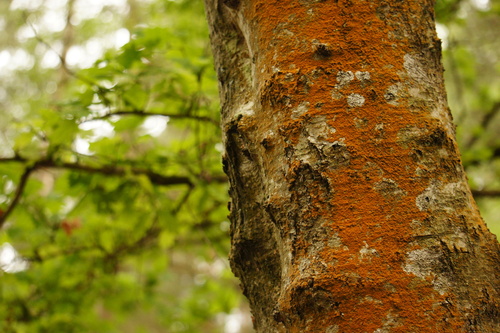 Trentepohlia abietina