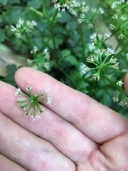 Sanicula lamelligera