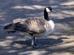 Branta canadensis