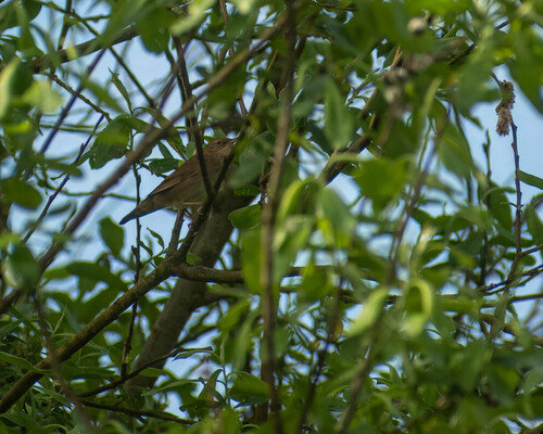 River Warbler (Locustella fluviatilis)