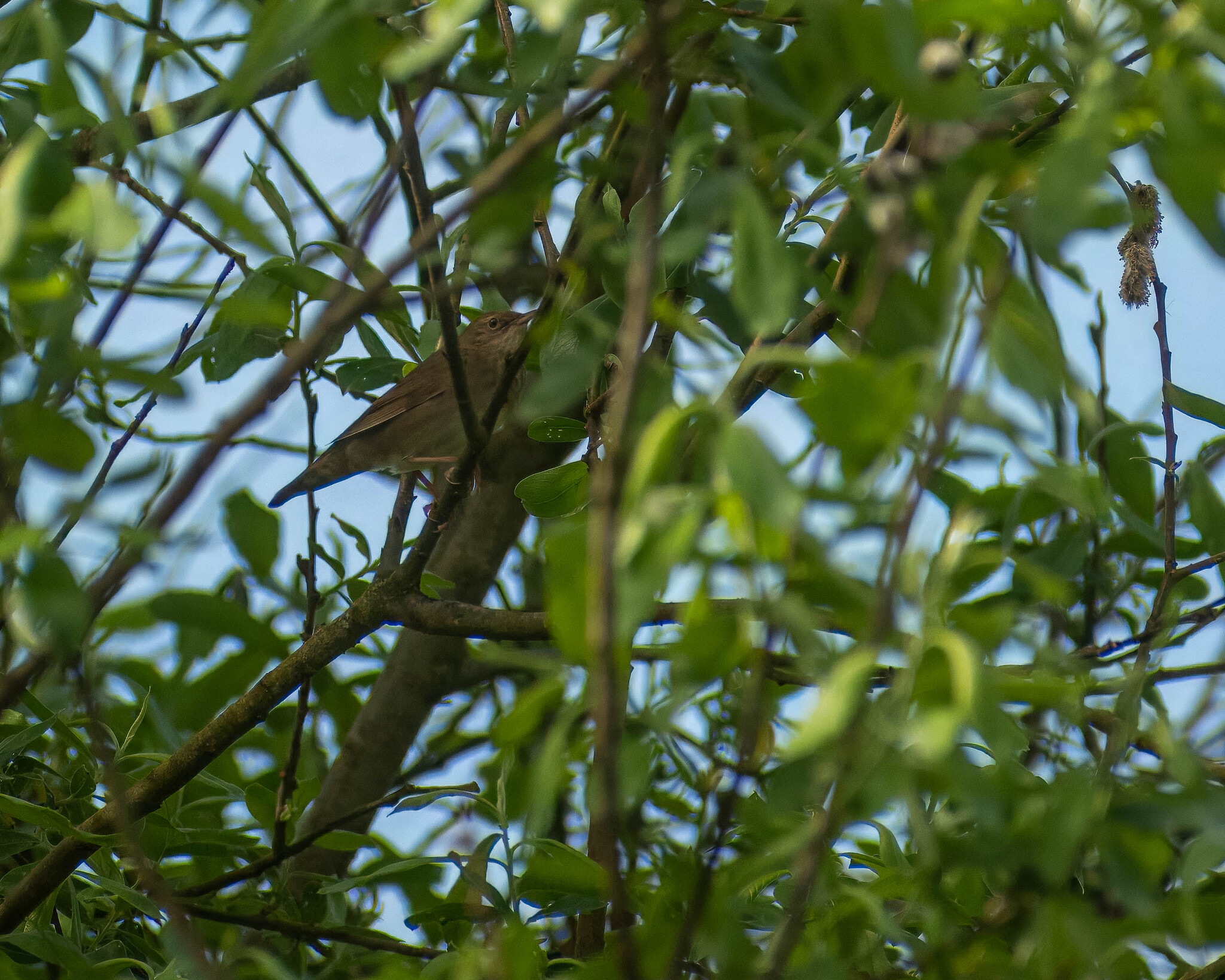 River Warbler (Locustella fluviatilis), photo 1