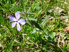 Phlox divaricata