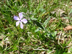 Phlox divaricata