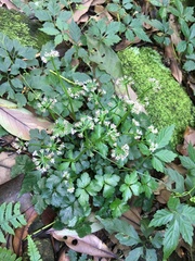 Sanicula lamelligera