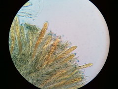 Arachnopeziza trabinelloides