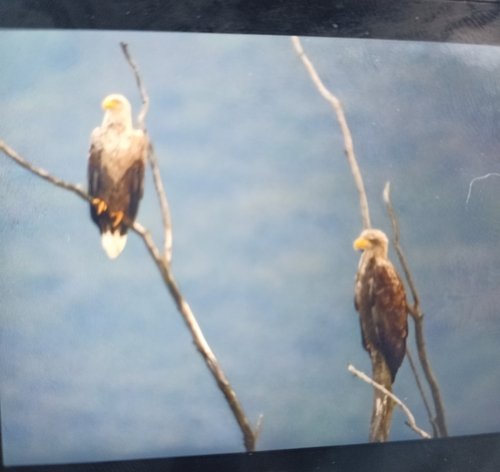 White-tailed Eagle