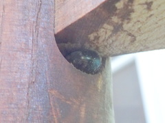 Osmia lignaria