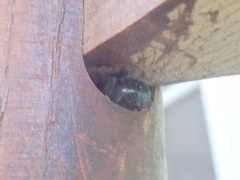 Osmia lignaria