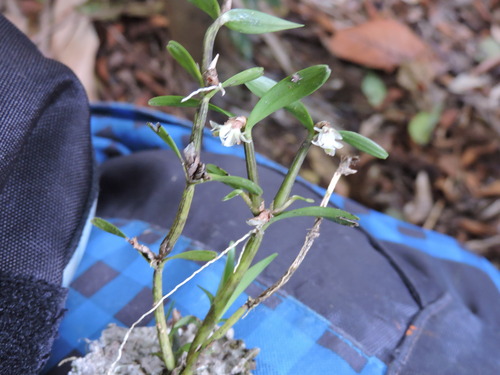 Scaphyglottis prolifera