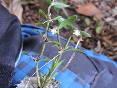 Scaphyglottis prolifera