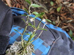 Scaphyglottis prolifera, photograph (c) Letizia Weichgrebe, some rights reserved (CC BY)