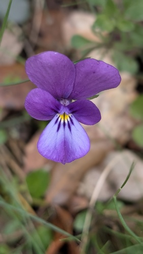 Viola bubanii, photograph 6