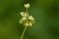 Hydrocotyle tribotrys