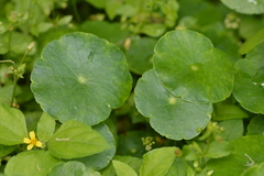 Hydrocotyle tribotrys