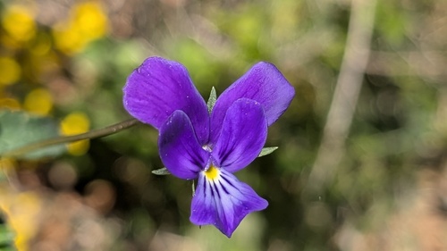 Viola bubanii, photograph 4