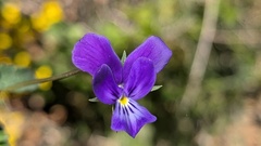 Viola bubanii, photograph (c) Joan Simon, some rights reserved (CC BY)