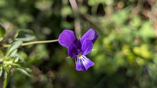 Viola bubanii, photograph 5