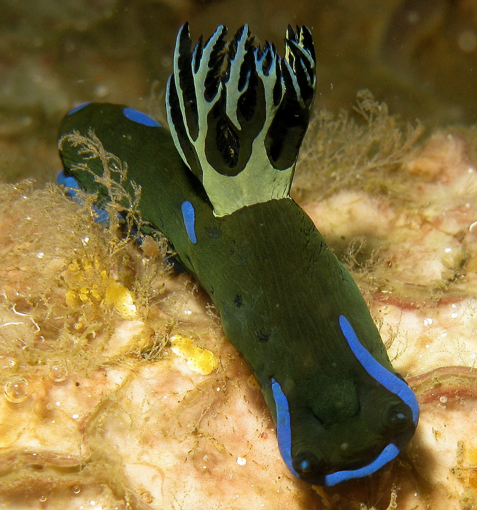 Blue-spotted Wrinkle Dorid