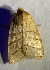 Pyreferra citrombra