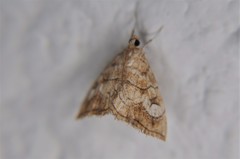 Scybalistodes periculosalis