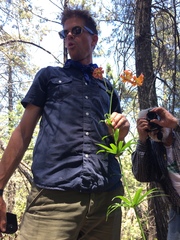 Lilium pardalinum pardalinum