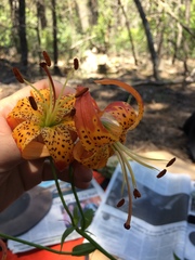 Lilium pardalinum pardalinum