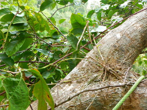 Epidendrum nocturnum, photograph 5