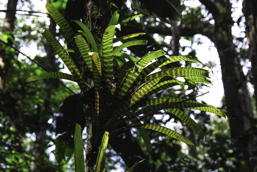 Guzmania vittata