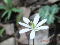 Andrena nasonii