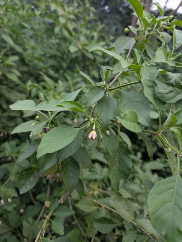 Vassobia breviflora, photograph 5