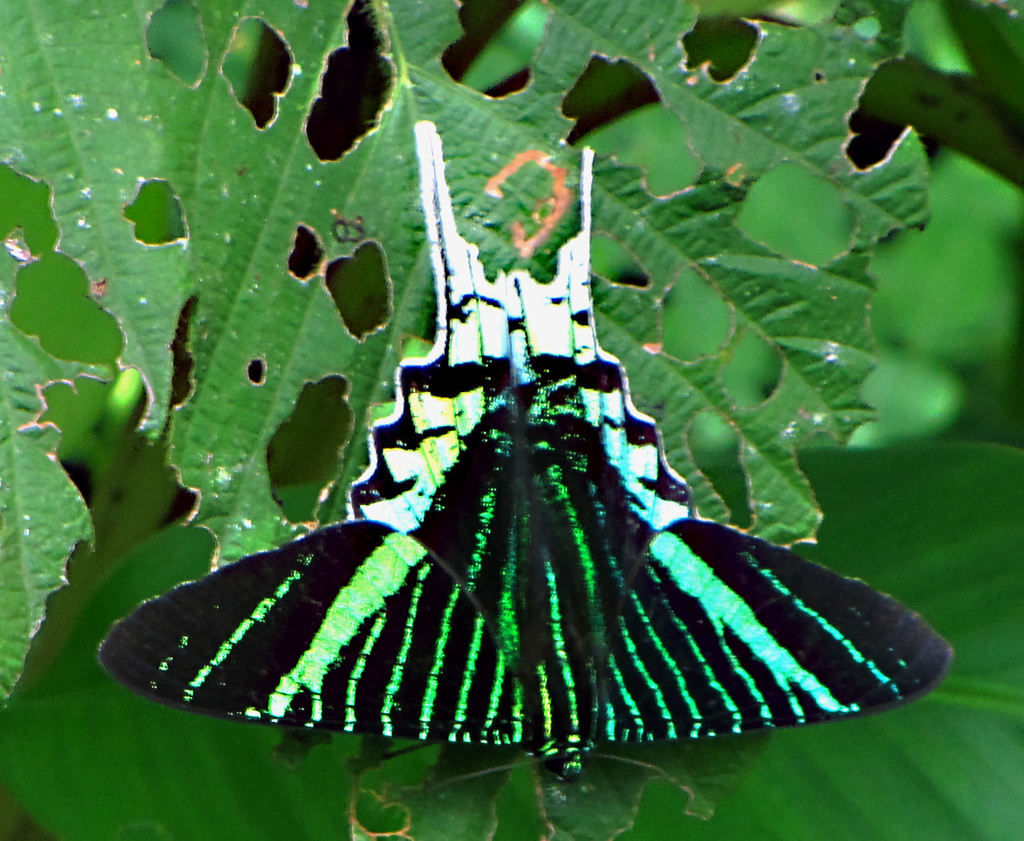 Green-banded Urania