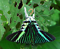 Green-banded Urania