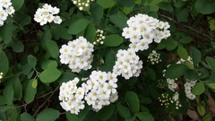 Spiraea × vanhouttei
